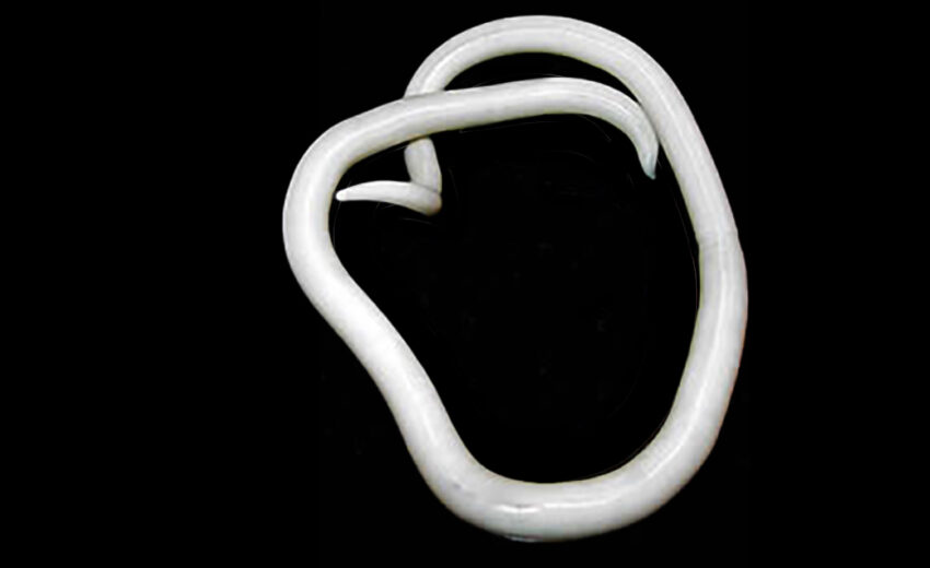roundworm