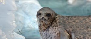 ringed seal