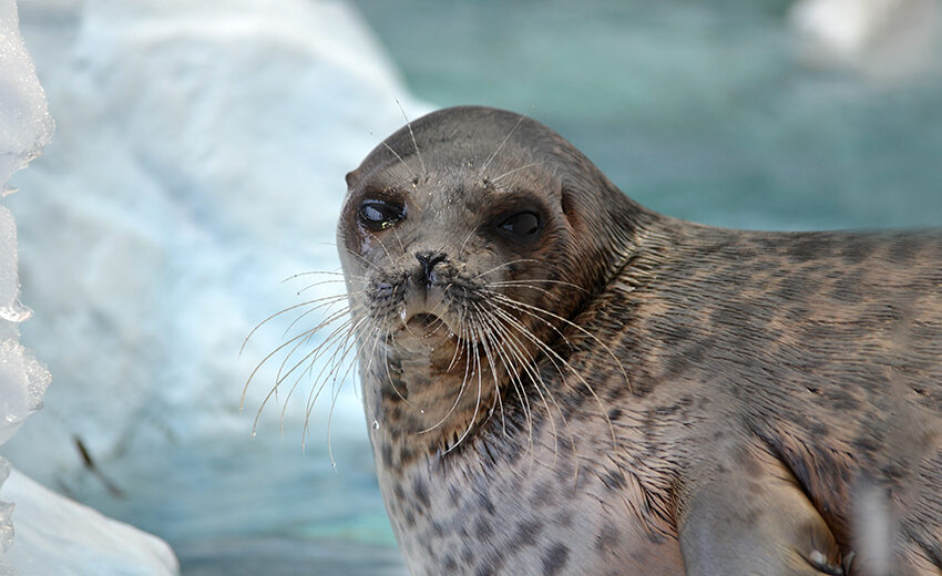 ringed seal