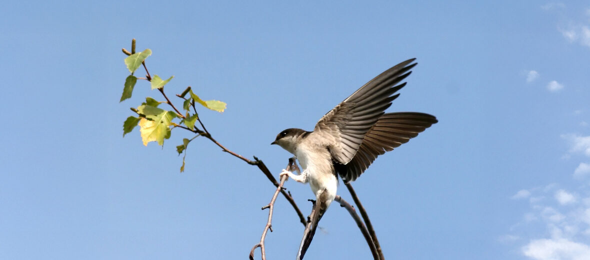western house martin