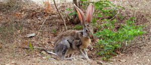 antelope jackrabbit