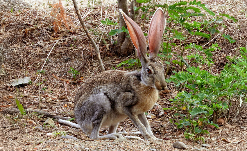 antelope jackrabbit