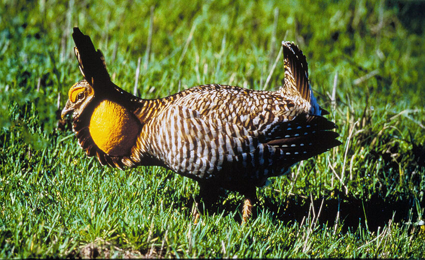 Attwater's prairie-chicken