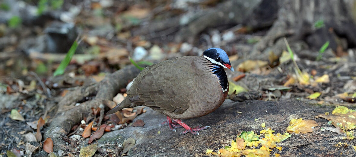 blue-headed quail-dove