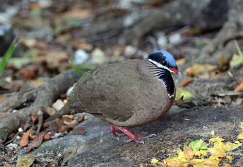 blue-headed quail-dove