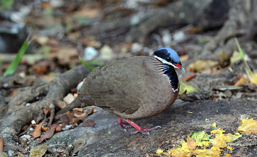 blue-headed quail-dove