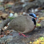 blue-headed quail-dove