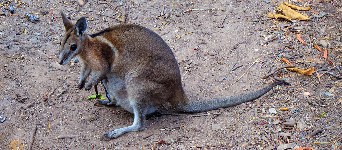 bridled nail-tail wallaby
