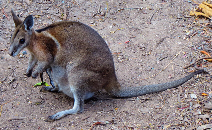 bridled nail-tail wallaby