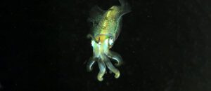 bigfin reef squid