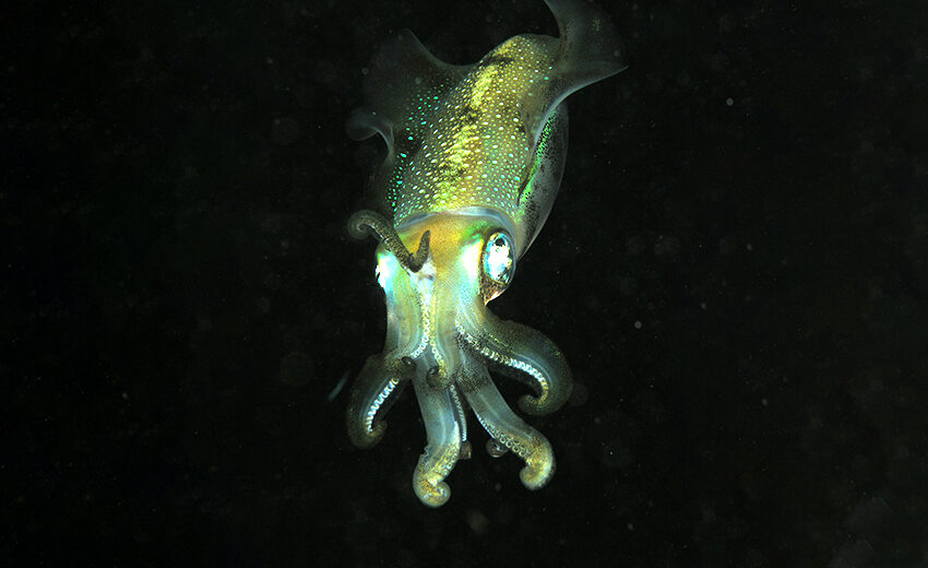 bigfin reef squid