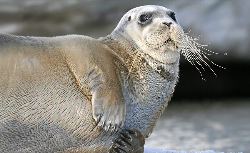 bearded seal