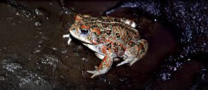 boreal toad