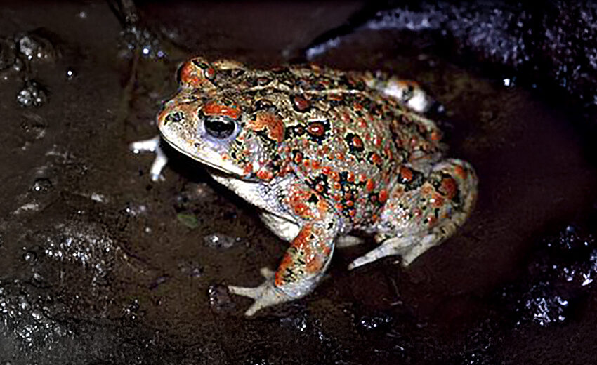 boreal toad