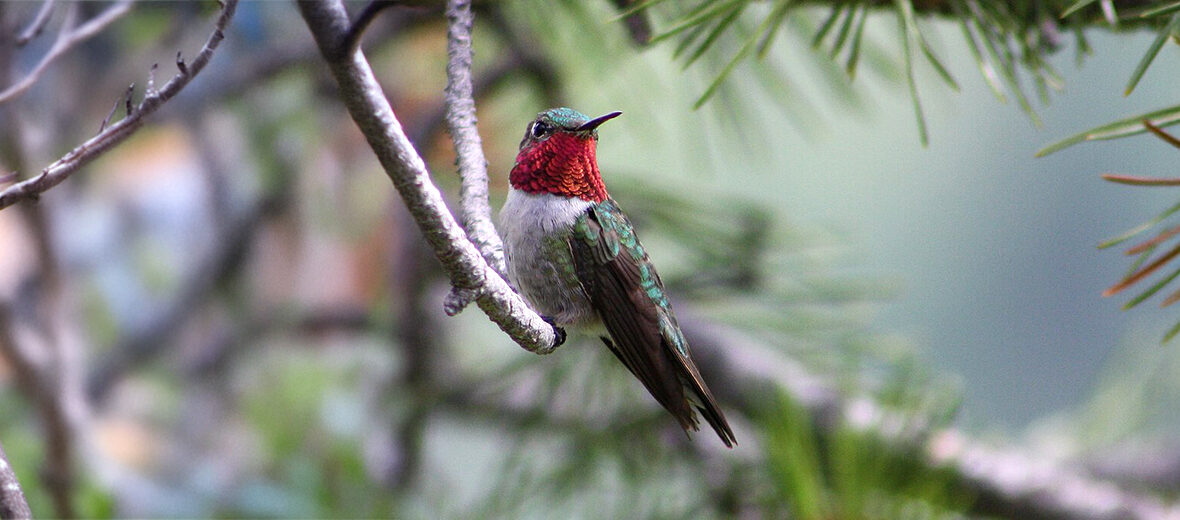 broad-tailed hummingbird