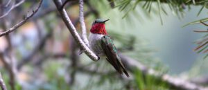 broad-tailed hummingbird