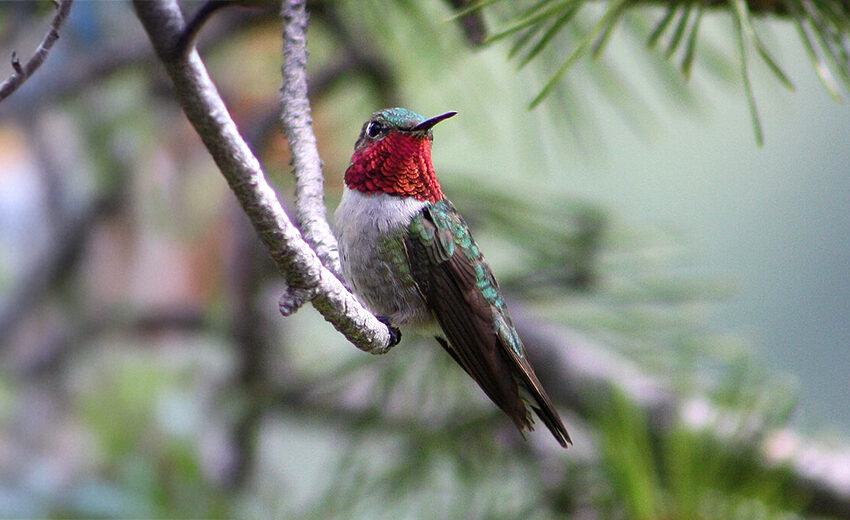broad-tailed hummingbird