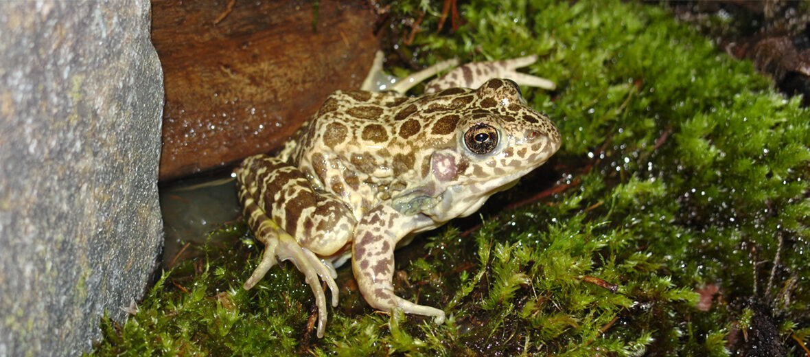 crawfish frog