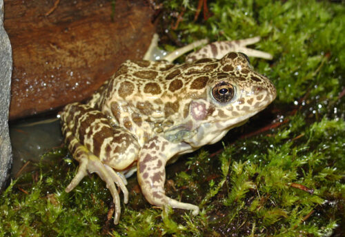 crawfish frog