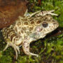 crawfish frog