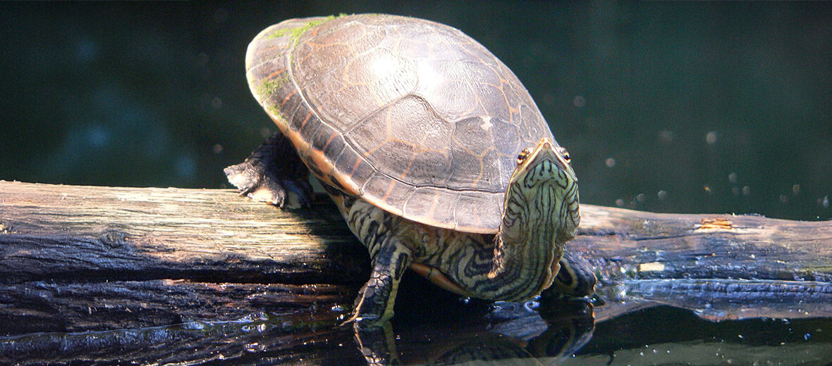chicken turtle