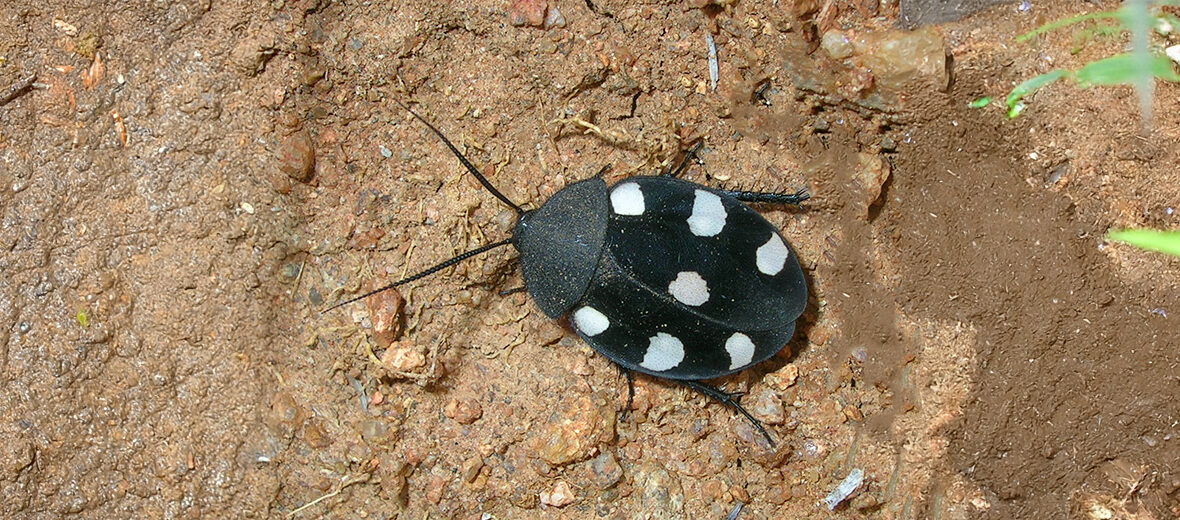 domino cockroach