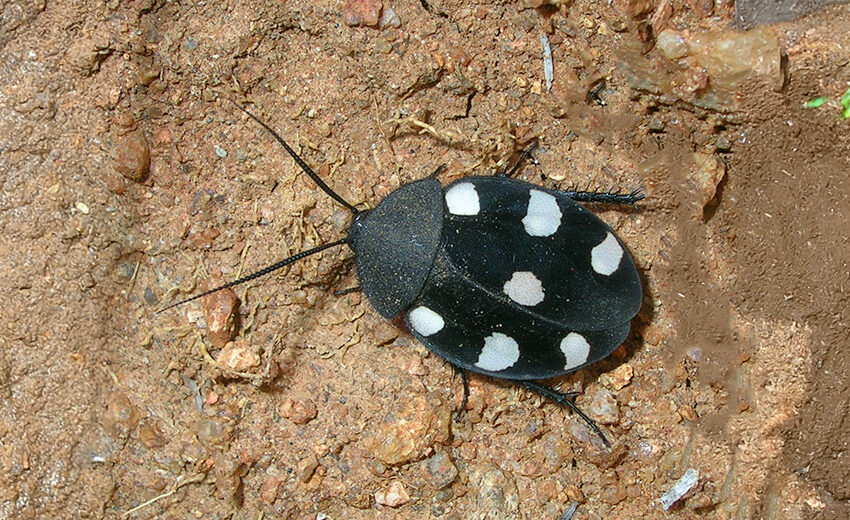 domino cockroach