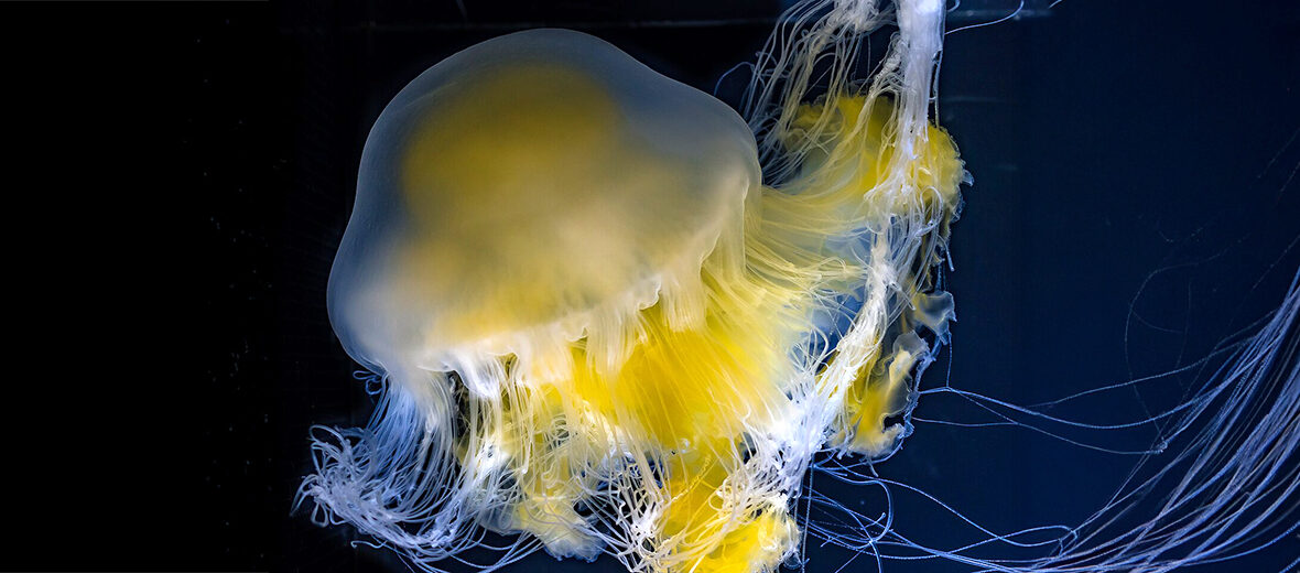 fried egg jellyfish