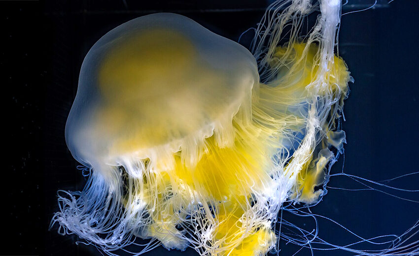 fried egg jellyfish