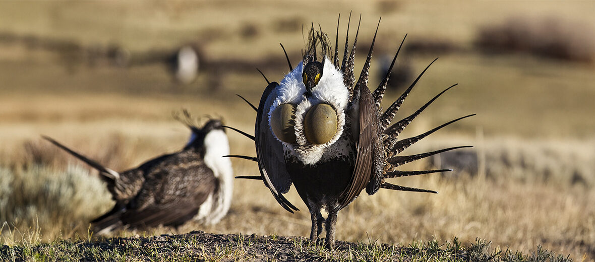 greater sage-grouse