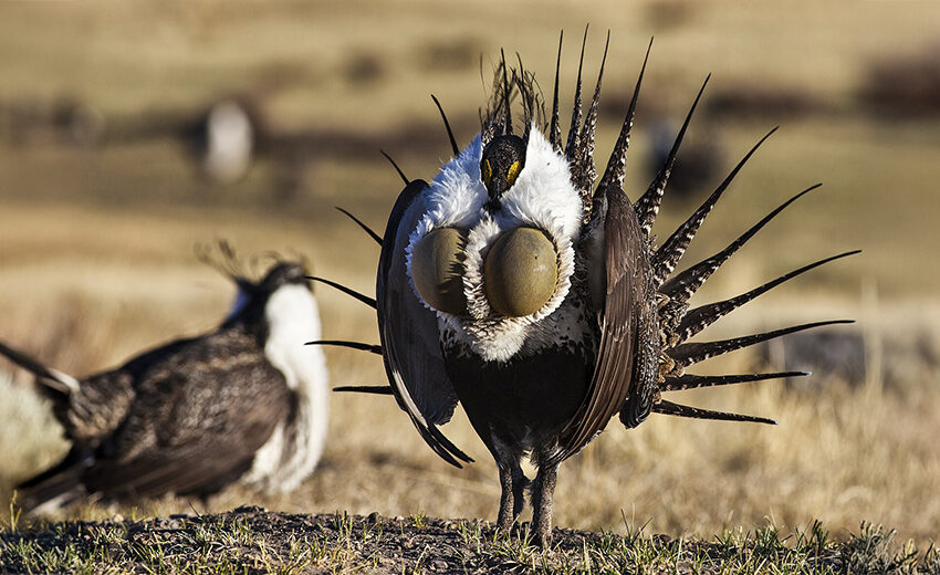 greater sage-grouse