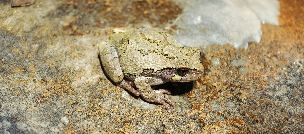 gray treefrog