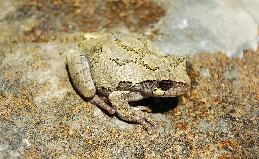 gray treefrog