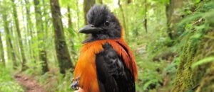 hooded pitohui