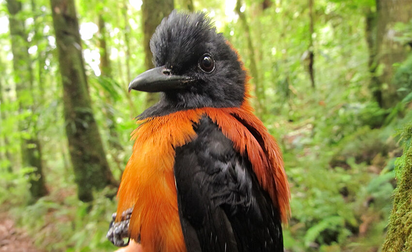 hooded pitohui