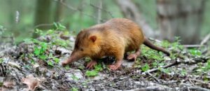 Hispaniolan solenodon