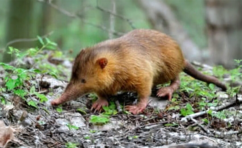 Hispaniolan solenodon