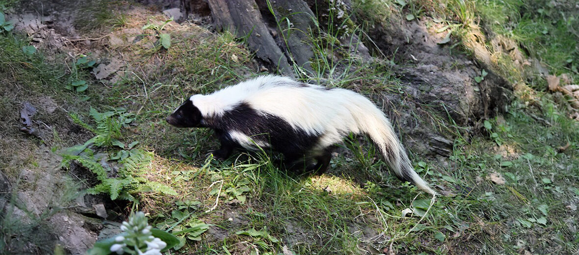 hooded skunk