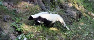 hooded skunk