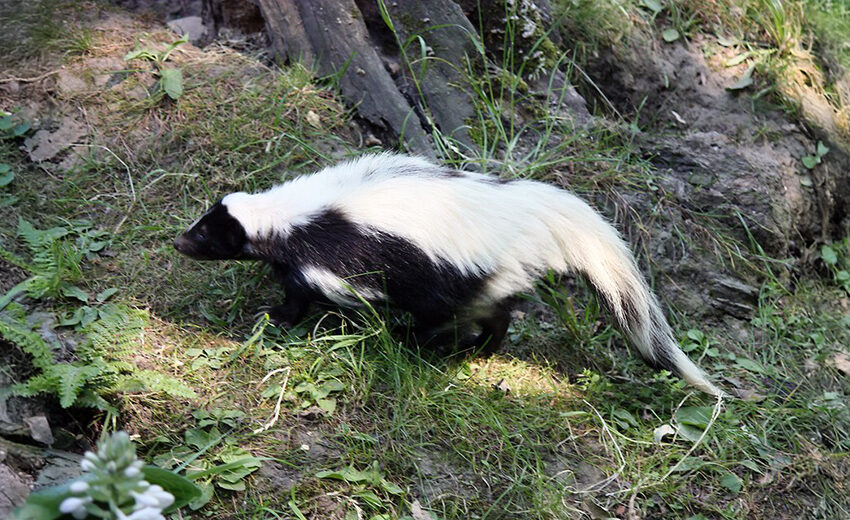 hooded skunk