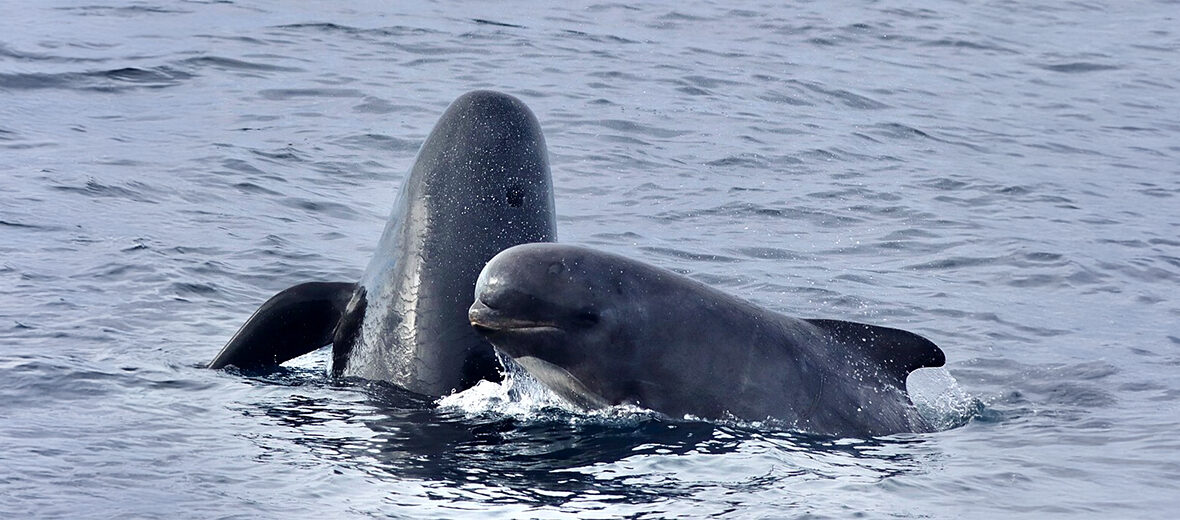 long-finned pilot whale