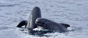 long-finned pilot whale