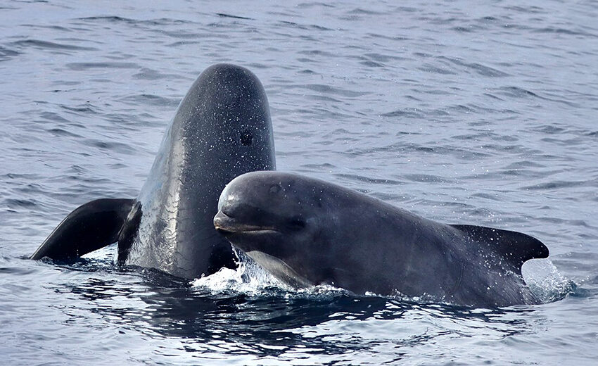 long-finned pilot whale