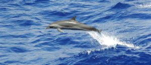 Pantropical spotted dolphin