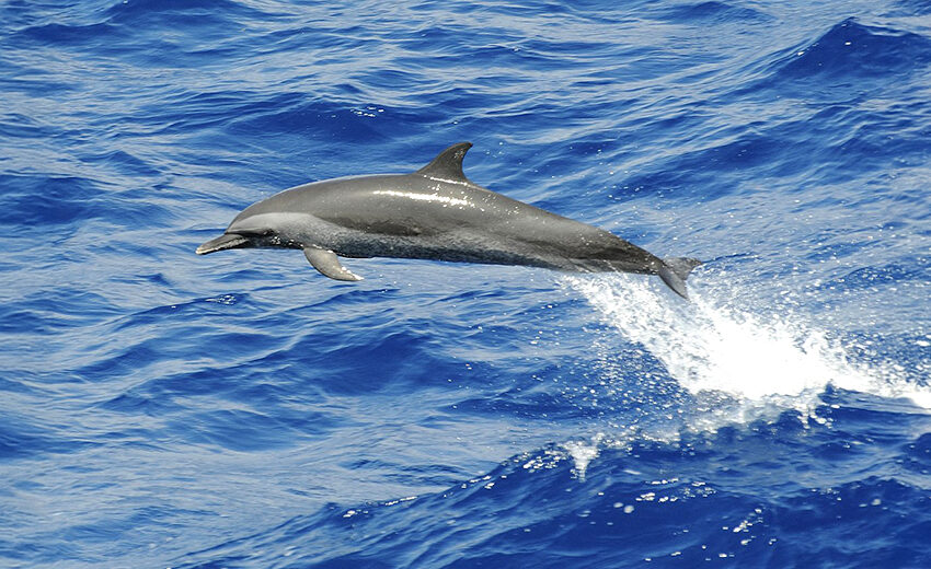 Pantropical spotted dolphin