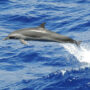 Pantropical spotted dolphin