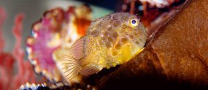 Pacific spiny lumpsucker