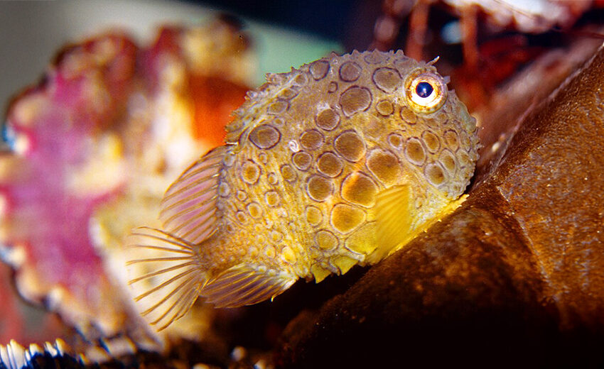 Pacific spiny lumpsucker