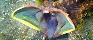 sarcastic fringehead