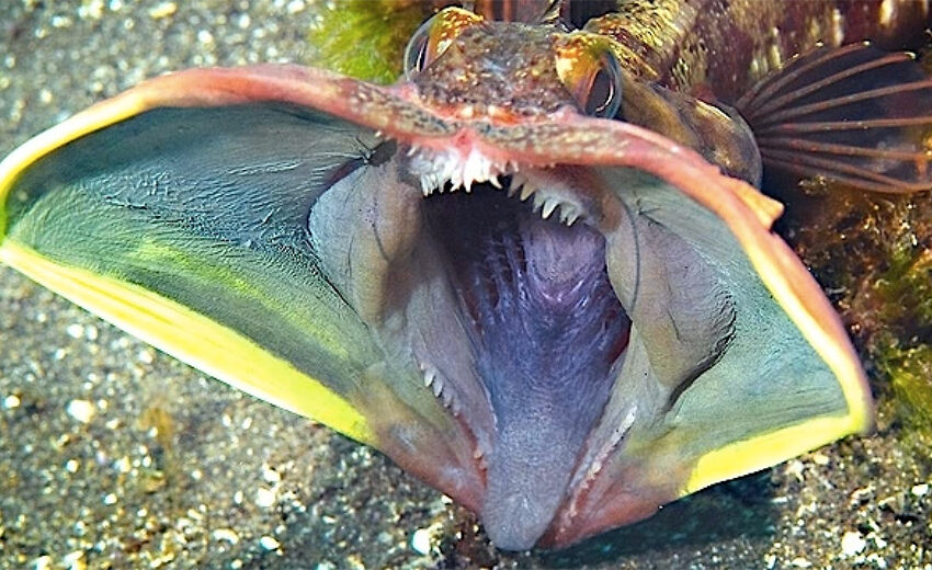 sarcastic fringehead